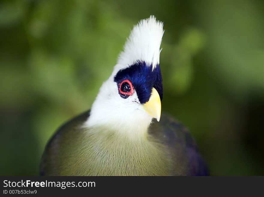 Bird With White Crest