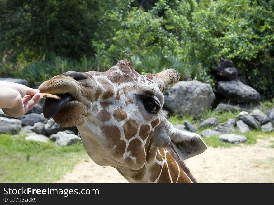 Hand-feeding of Giraffe