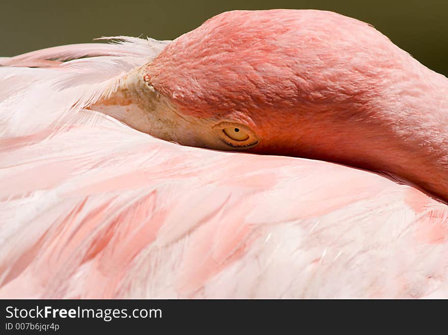 Bird, Pink Flamingo. Orlando, Florida. Bird, Pink Flamingo. Orlando, Florida.