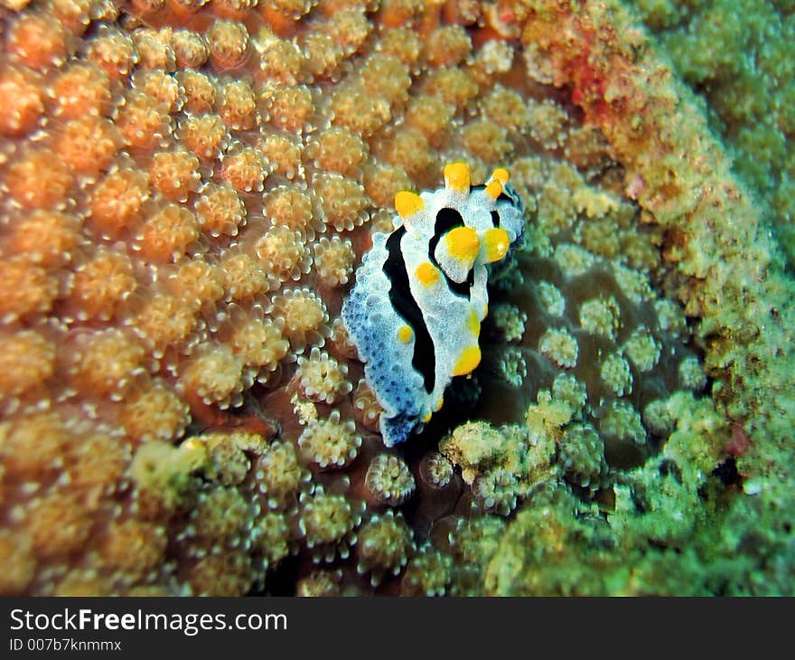 Phyllidia varicosa, a species of nudibranch on tropical coral reef