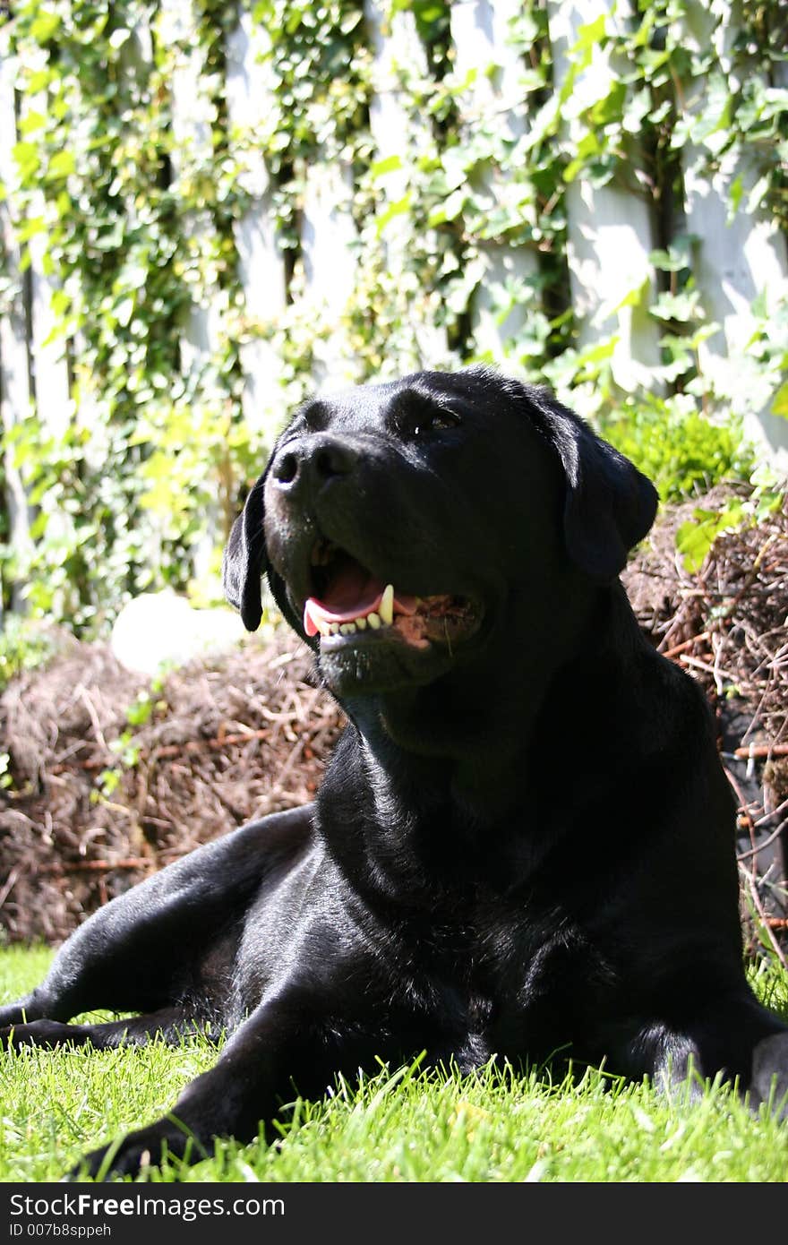 A black labrador in the garden