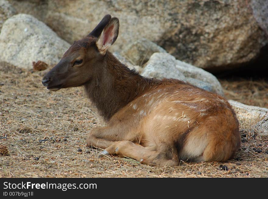 Young Elk