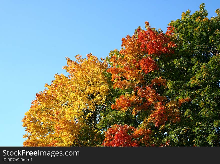 Digital photo of some trees taken in autumn in germany. Digital photo of some trees taken in autumn in germany.