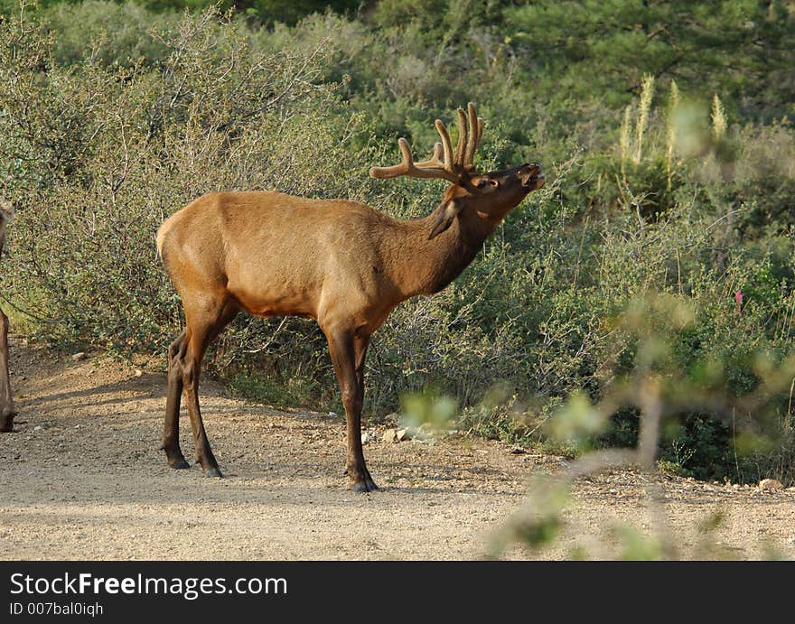 Bull Elk