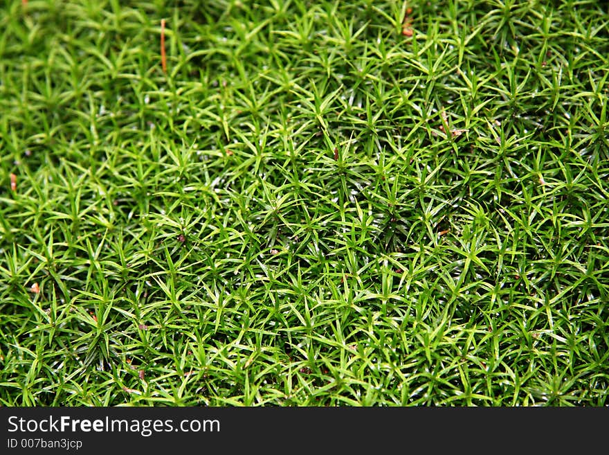 Moss On Trunk