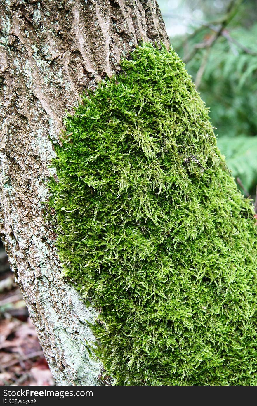 Moss on trunk of tree in early wet fall