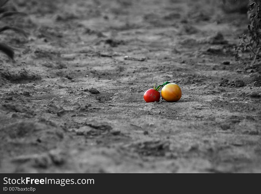 Grounded Tomatoes