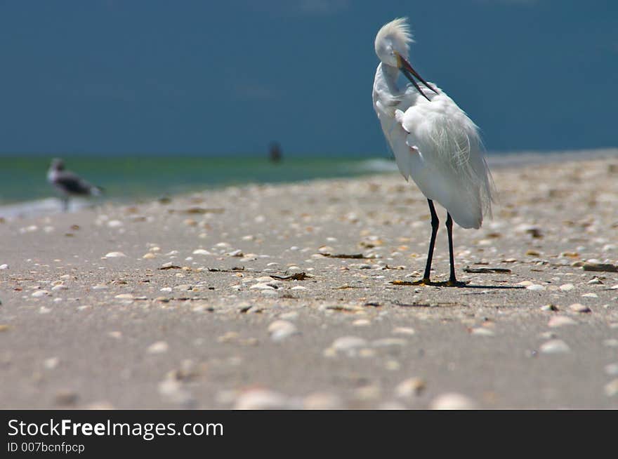 Ever have an itch that is hard to scratch? Wish you had a beak like this?. Ever have an itch that is hard to scratch? Wish you had a beak like this?