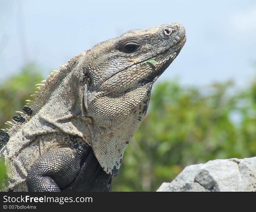 Large Iguana posing on a rock in Mexico