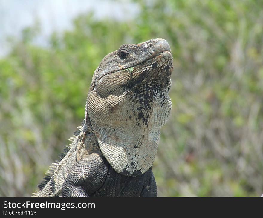 Iguana