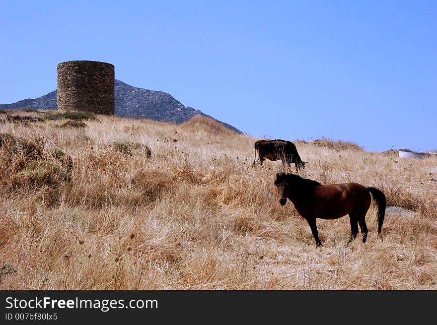 horses in front of an old tower. horses in front of an old tower