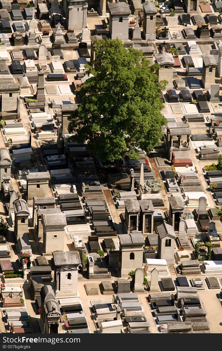 Old tree in a cemetary, Paris, France