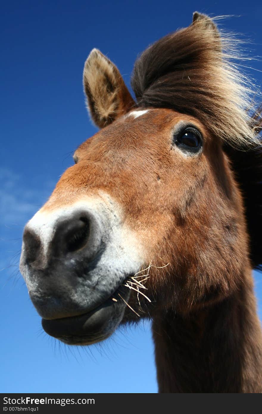 Closeup of an icelandic horse standing in the cold summer wind. Closeup of an icelandic horse standing in the cold summer wind.