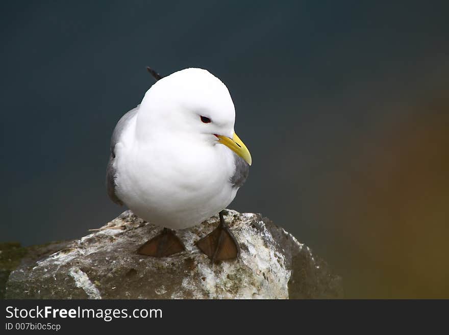 Seagull_01