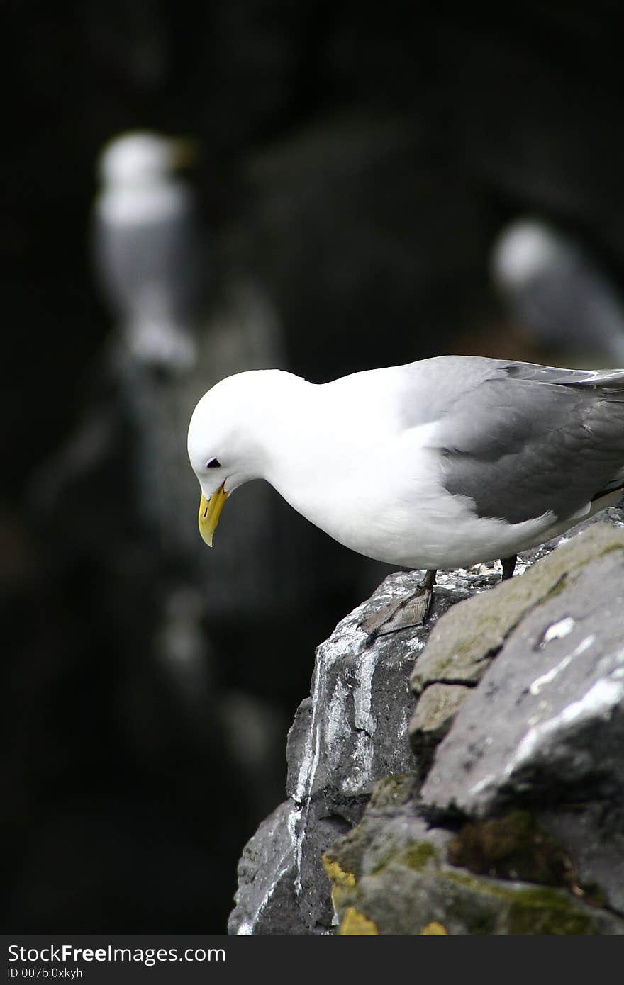 Seagull_02