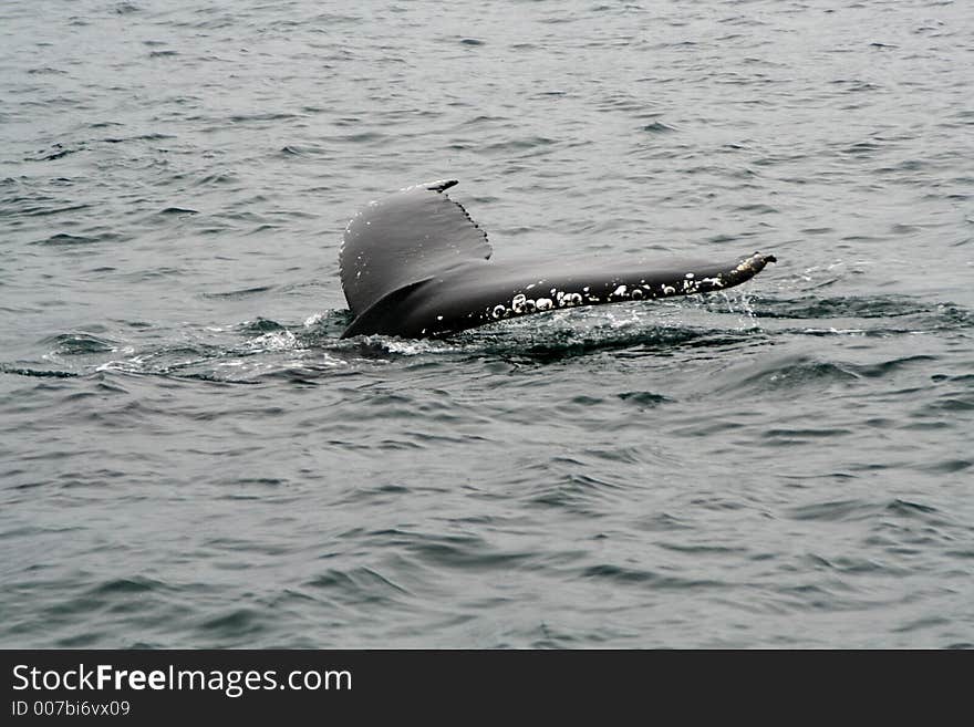 Humpback whale during a whale watching tour in iceland. Humpback whale during a whale watching tour in iceland