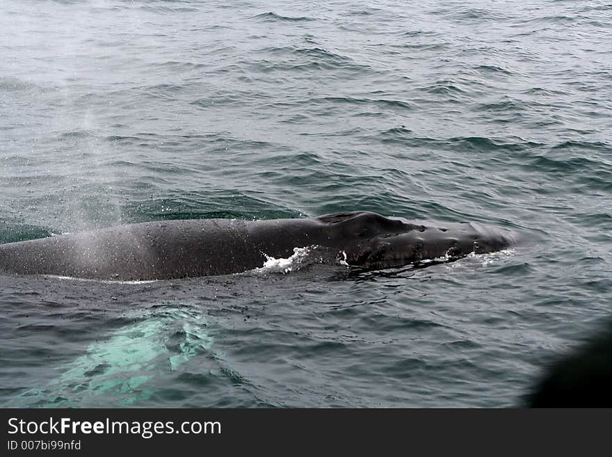 Humpback whale during a whale watching tour in iceland. Humpback whale during a whale watching tour in iceland