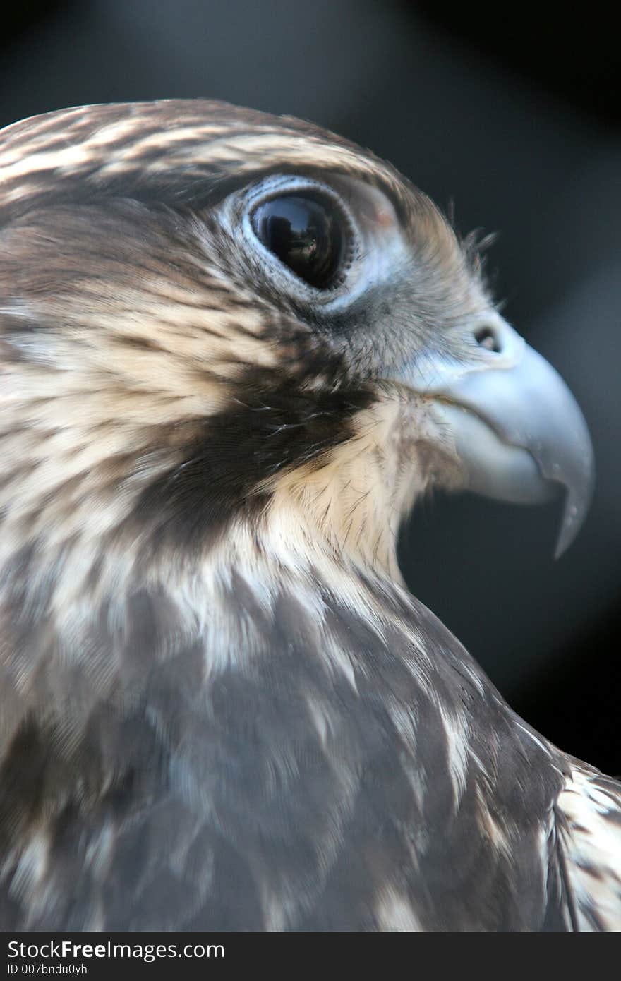 Beautiful hawk in closeup, portrait