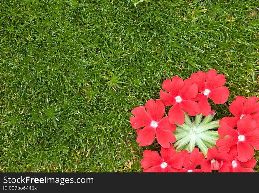 Dainty Verbena red flower petals accent the spikey texture of irish moss.  Flower color is easily changed using the slider from cyan to yellow.  Good background. Dainty Verbena red flower petals accent the spikey texture of irish moss.  Flower color is easily changed using the slider from cyan to yellow.  Good background.