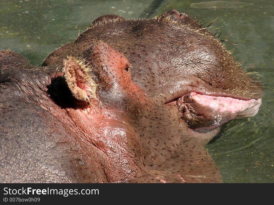 Hippopotamus