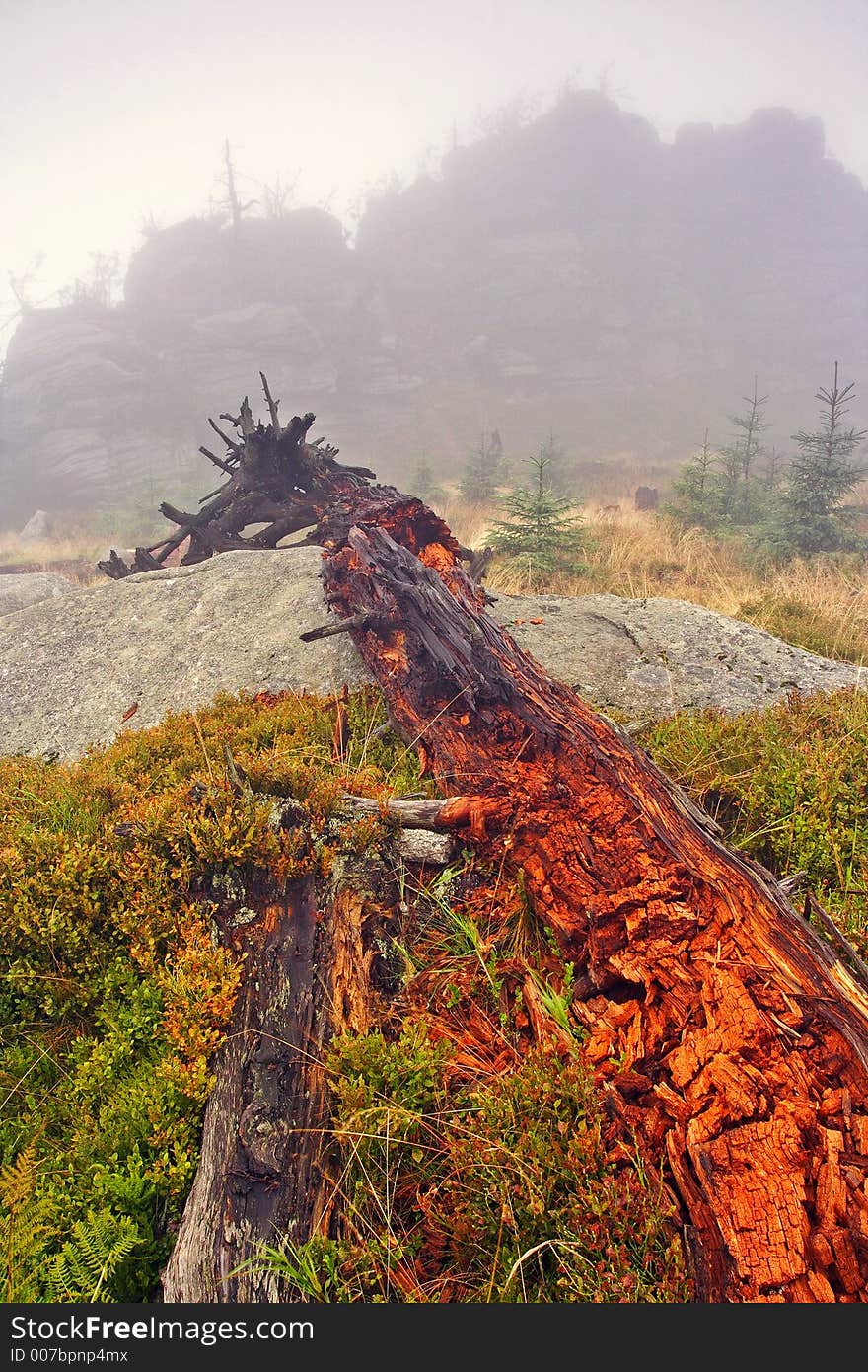 Foggy morning in dead forest