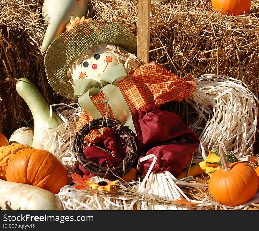 Scarecrow in pumpkin patch in the fall. Scarecrow in pumpkin patch in the fall