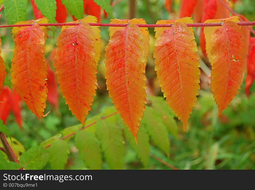 Row of leaves in fall, orange. Row of leaves in fall, orange