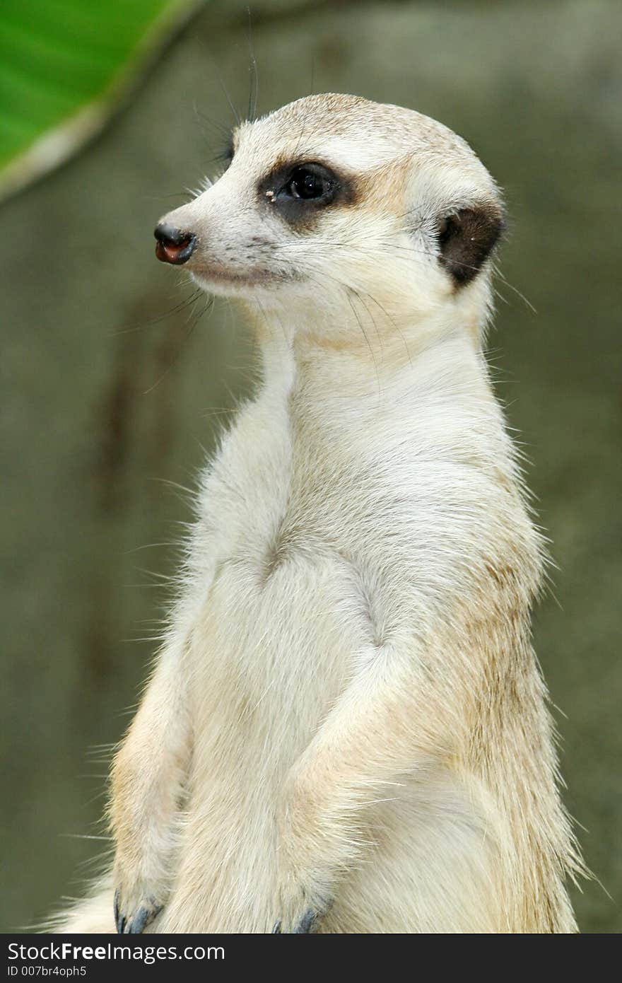 Meerkat