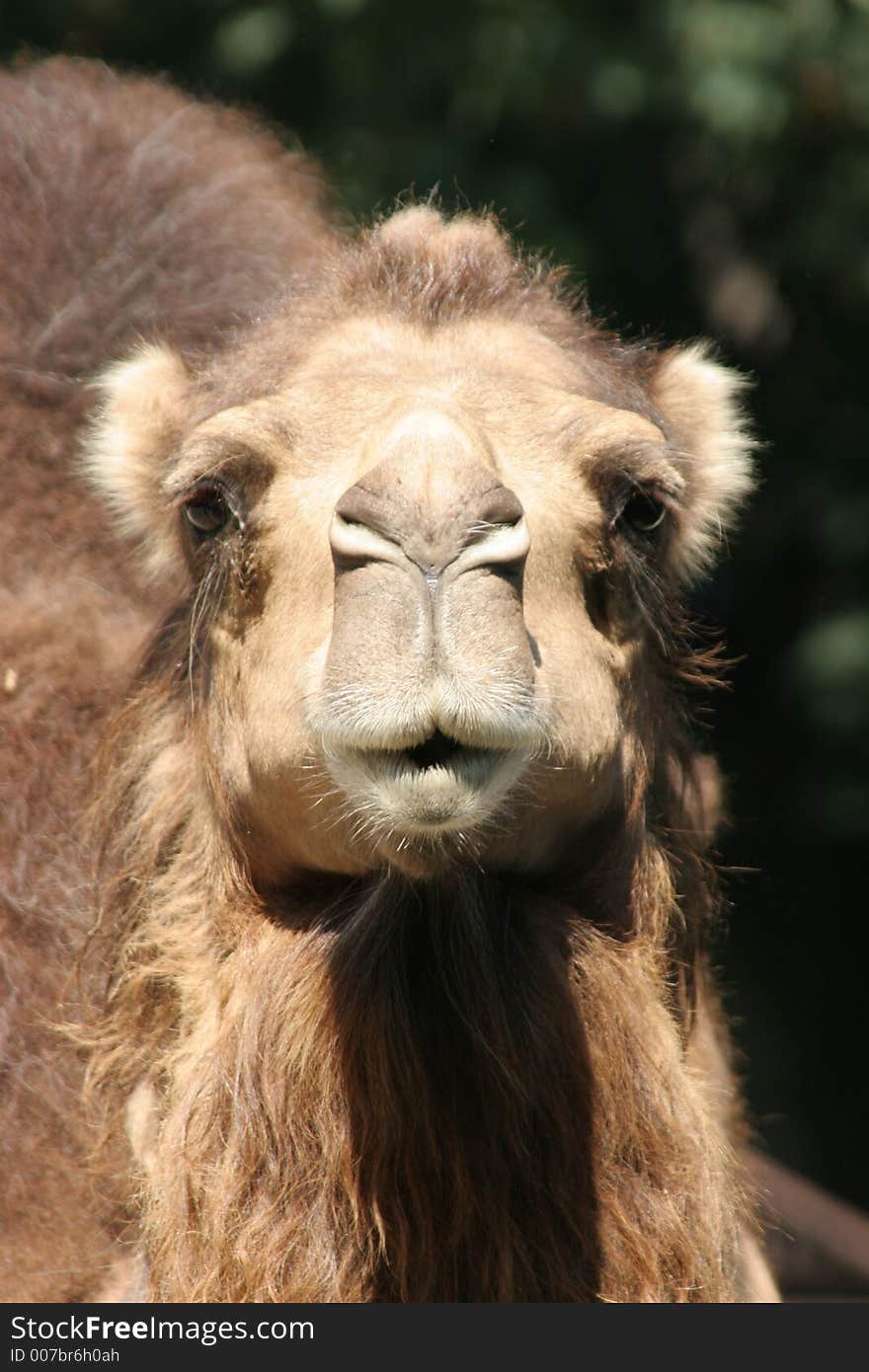 Funny camel in closeup, portrait. Funny camel in closeup, portrait