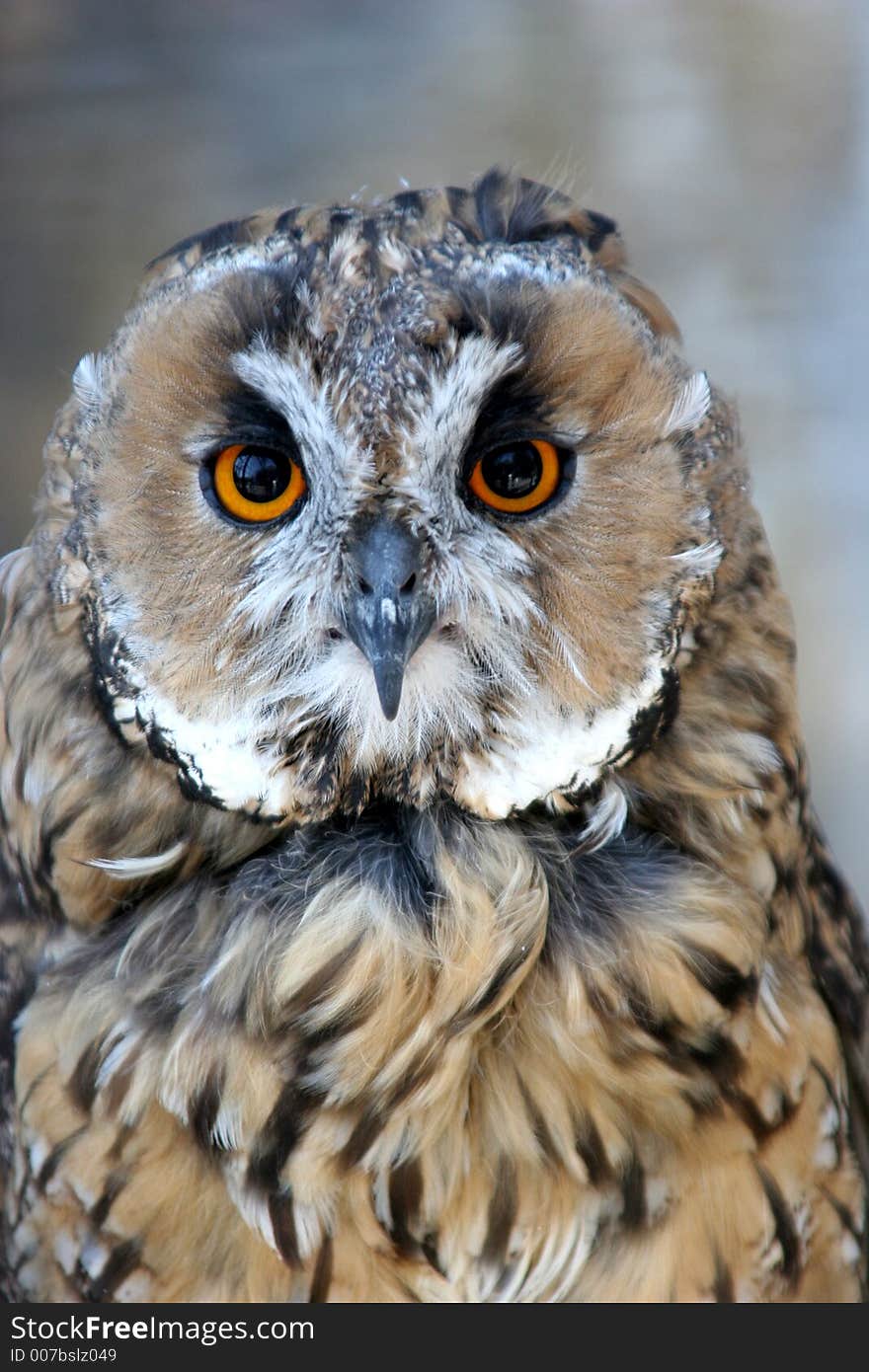 Owl