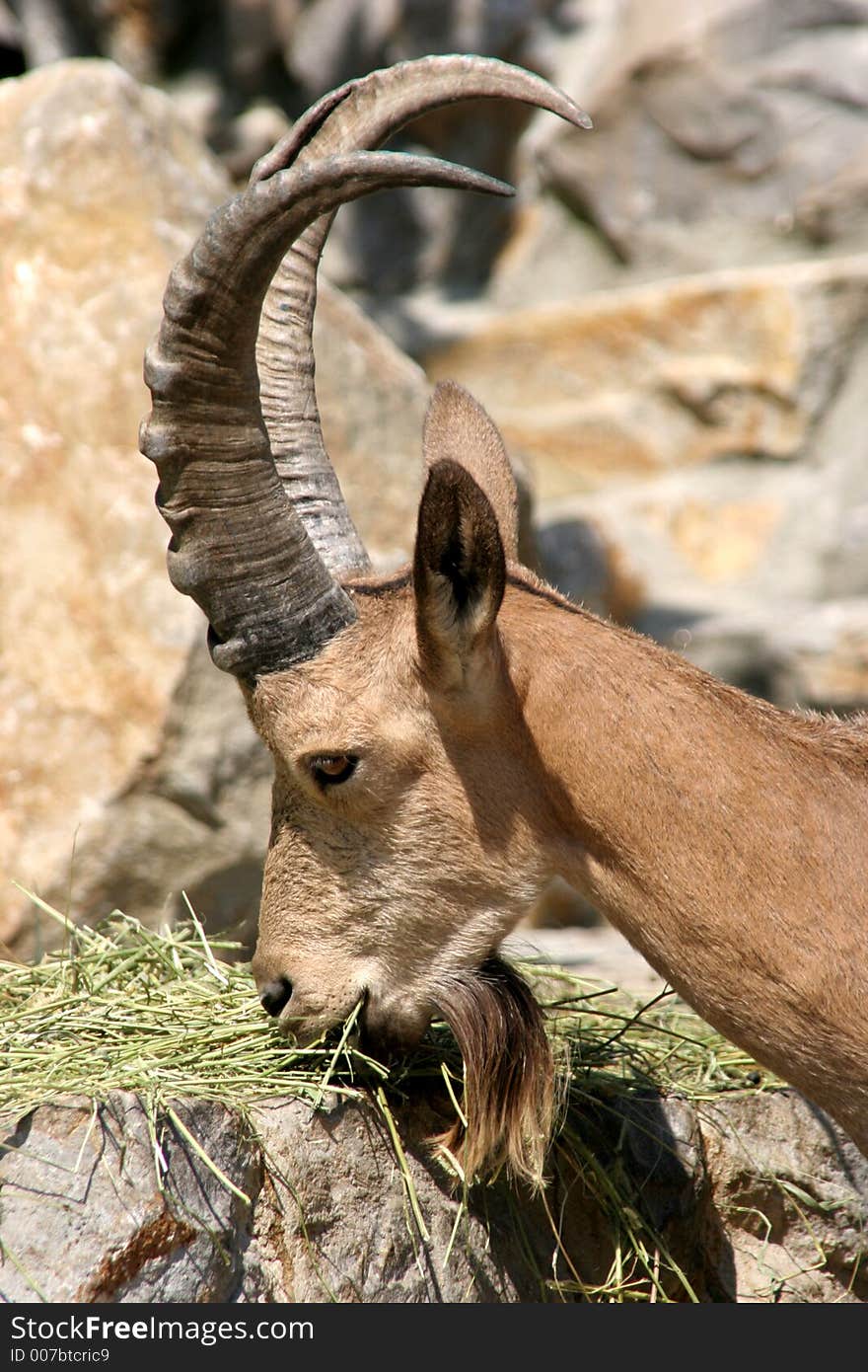 Siberian rock goat