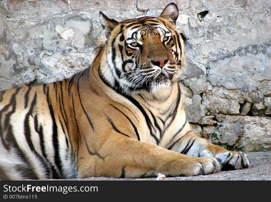 Siberian tiger