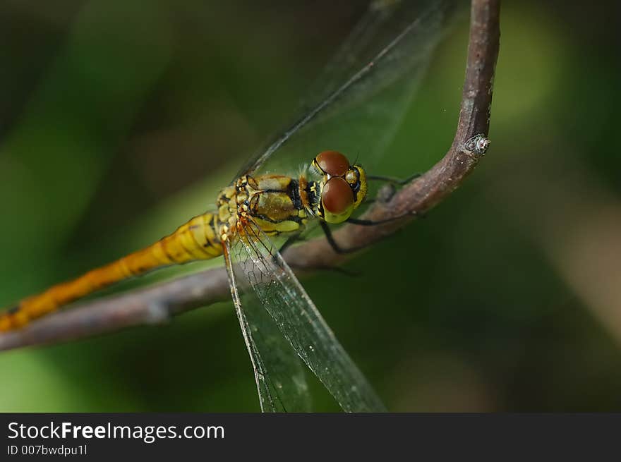 Big orange dragonfly resting on branch. Big orange dragonfly resting on branch