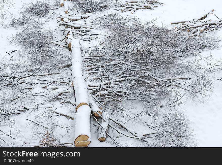 Fallen Pine Tree