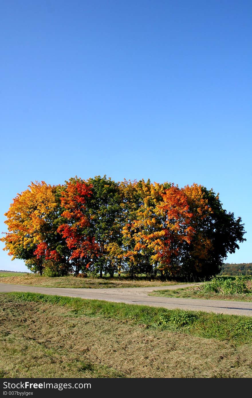 Digital photo of some trees taken in autumn in germany. Digital photo of some trees taken in autumn in germany.