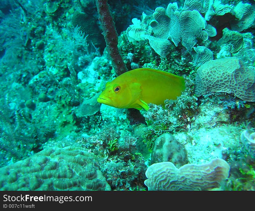 This small coney is actually in its rare yellow phase - spotted in honduras. This small coney is actually in its rare yellow phase - spotted in honduras