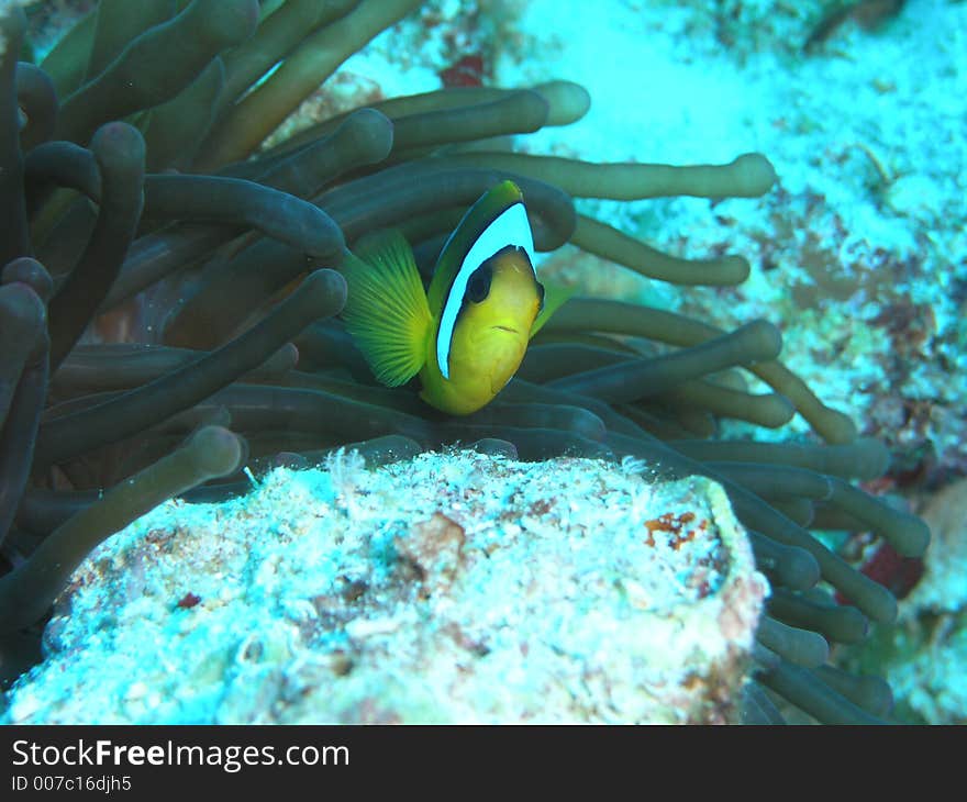 Anemone fish in the red sea