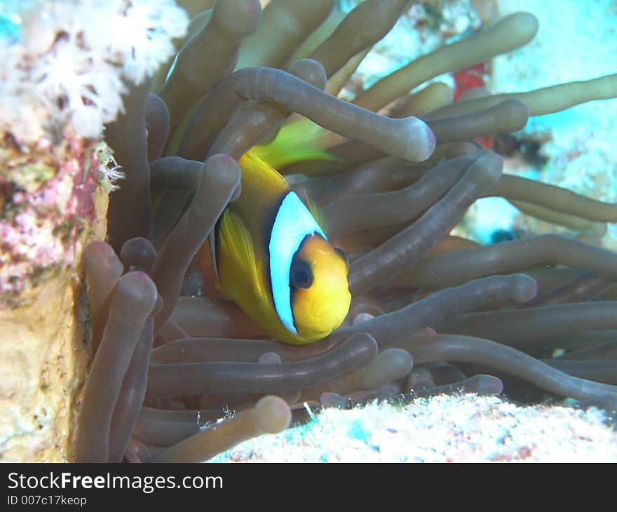 Anemone fish hiding from the camera