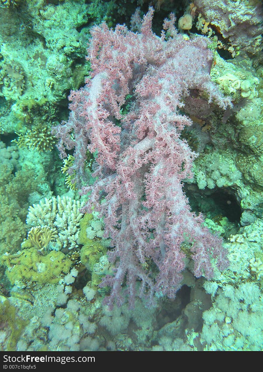 This coral stood out from the reef. This coral stood out from the reef