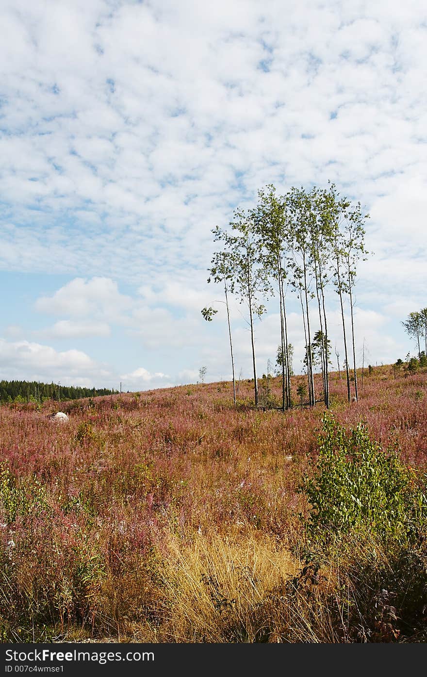 Meadow