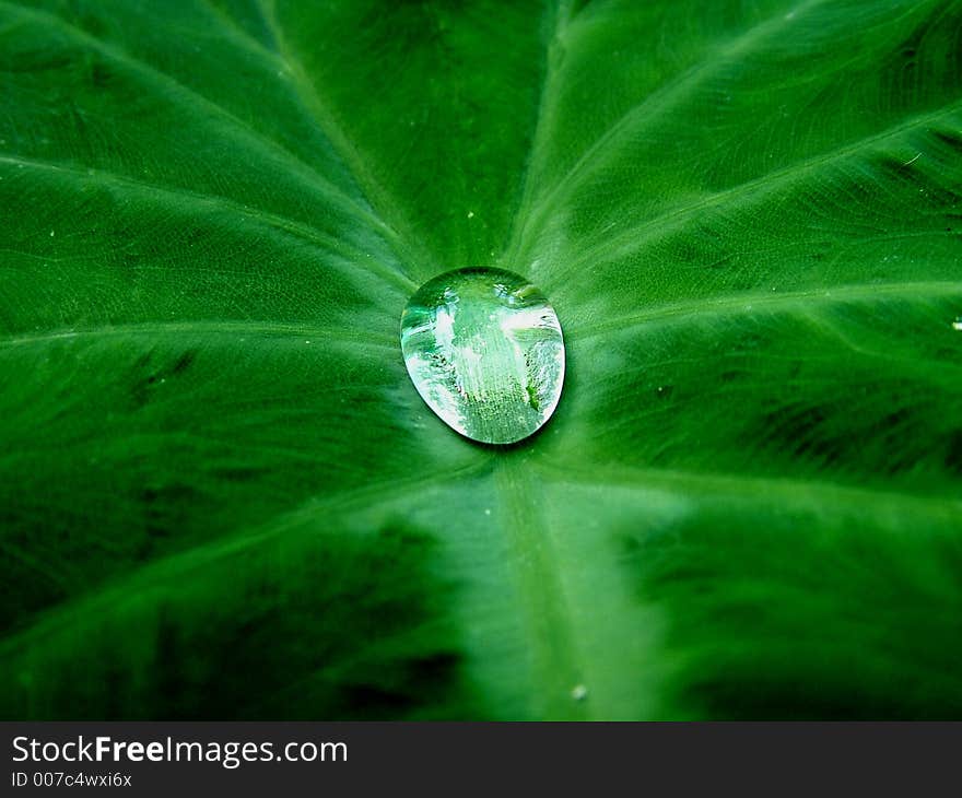 Photo of dew on a green tropical leaf. Photo of dew on a green tropical leaf