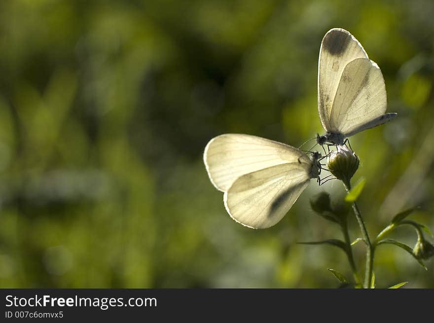 Butterflys