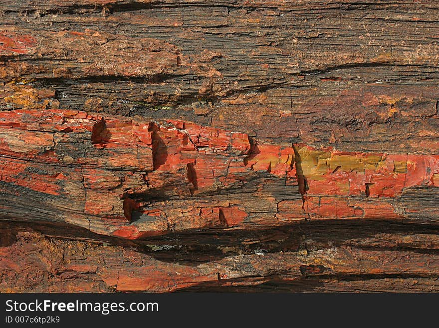 Petrified wood