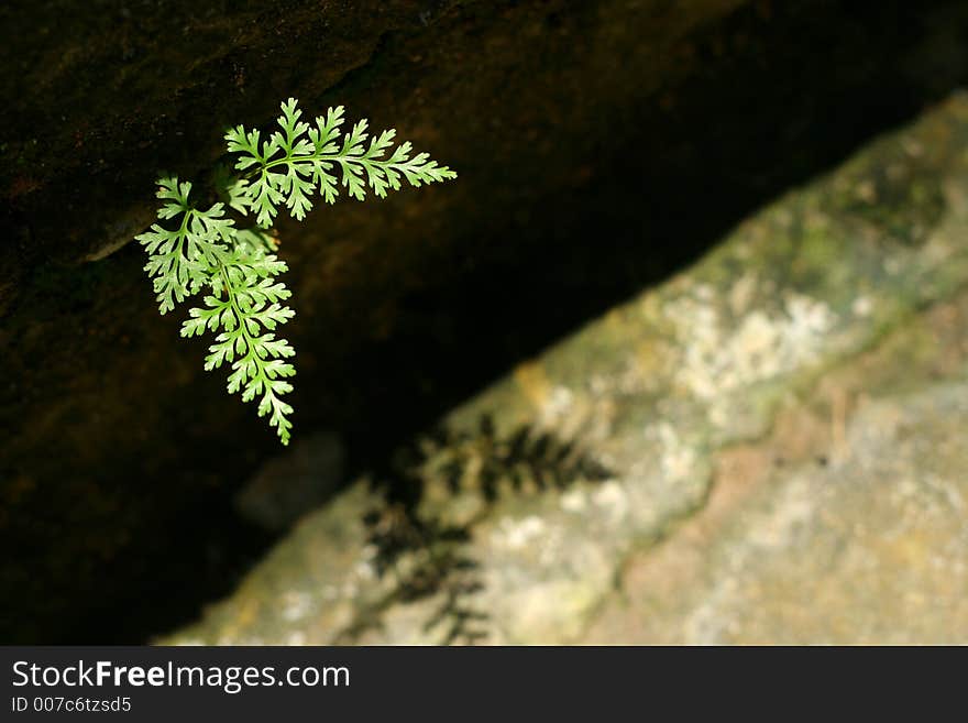 Shot of leaves with its shadow below. Shot of leaves with its shadow below.