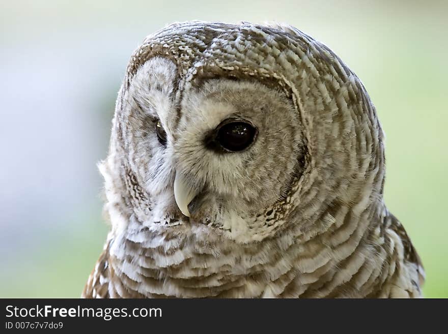 Barred owl, close up view.