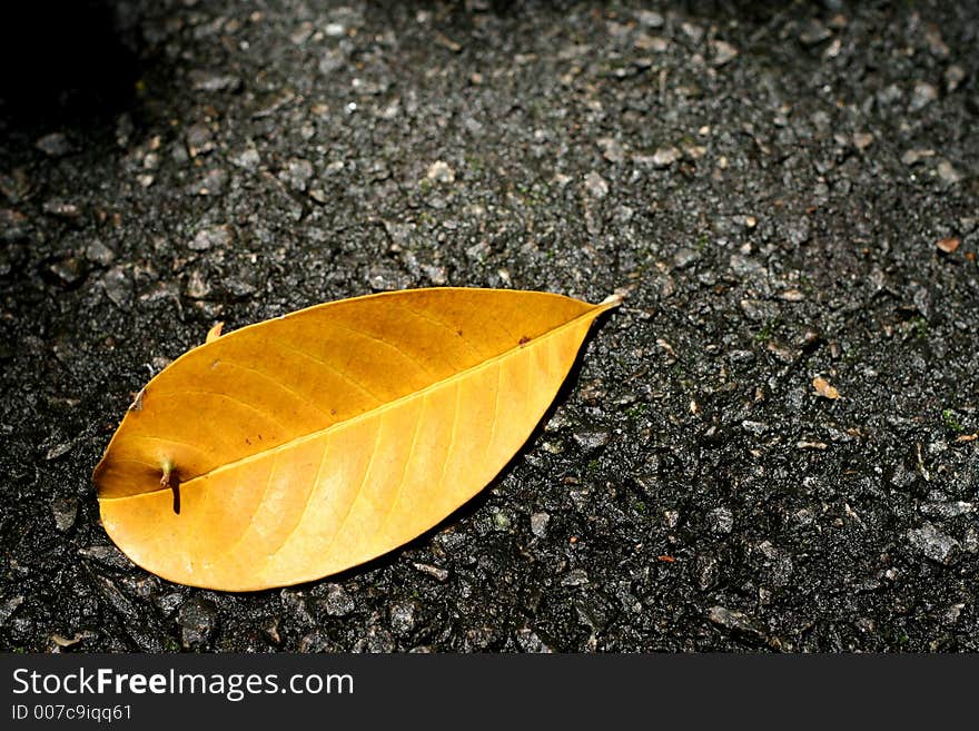 Fallen leaf on a tar road texture.