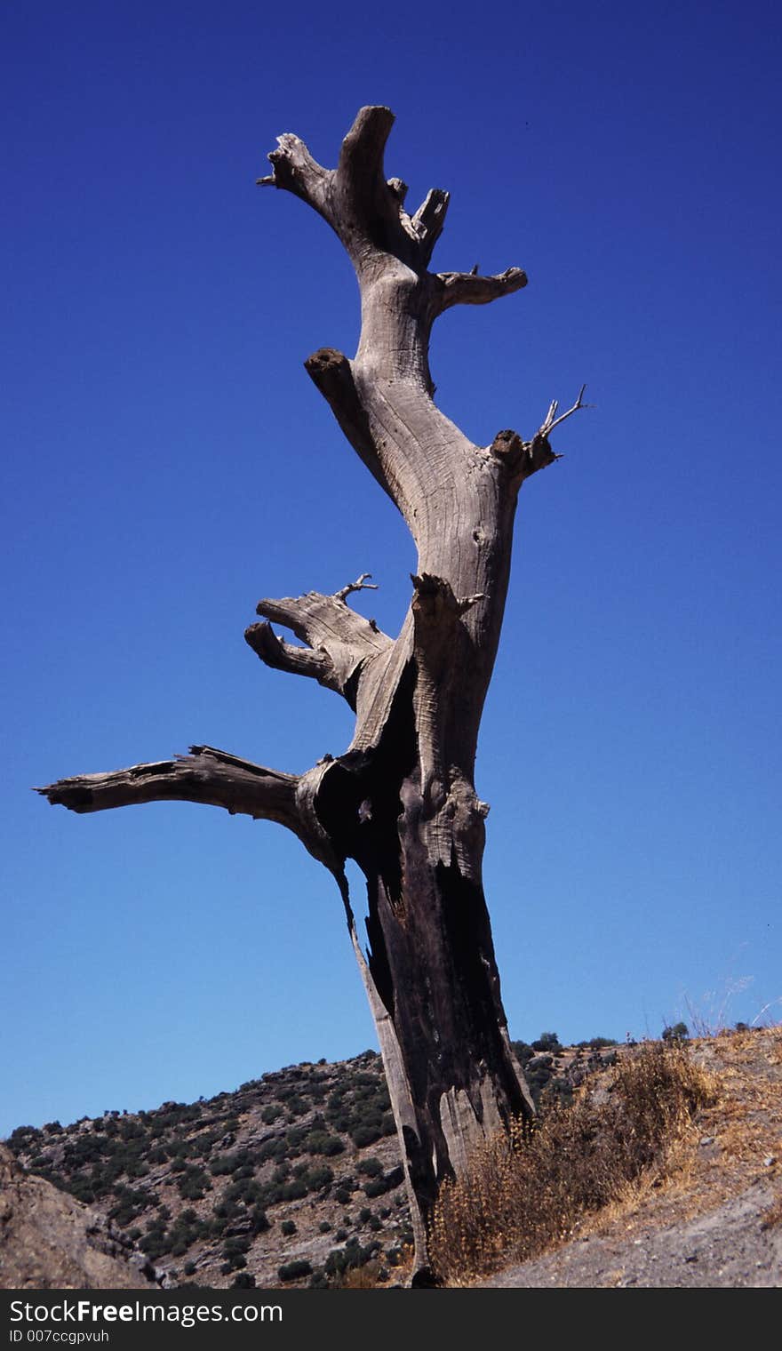 A dead tree in Spain blue sky background