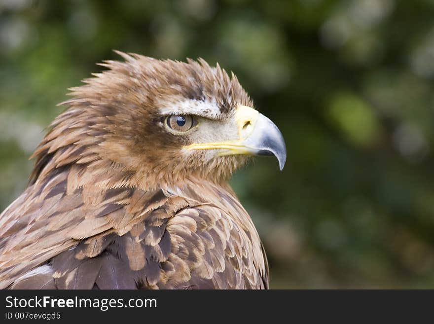 Verreaux s Eagle