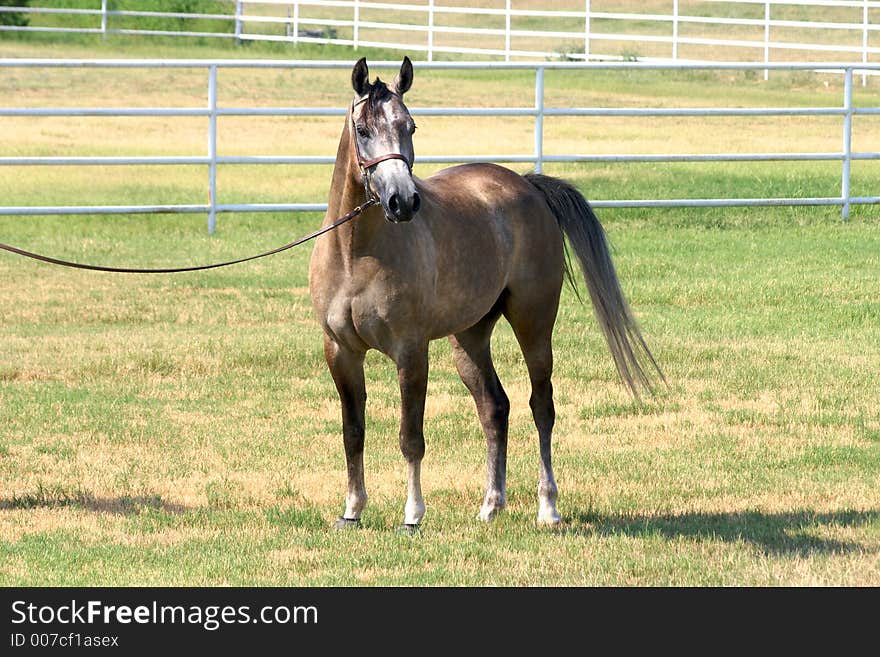 Gray Arabian gelding in a halter pose. Gray Arabian gelding in a halter pose.