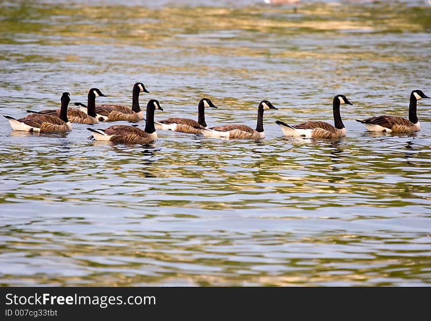 Flock of Canada Geese Swimming Across lake. Flock of Canada Geese Swimming Across lake